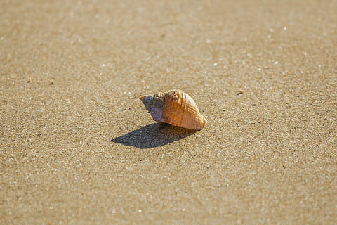 marró, petxina de mar, vora del mar, platja, shell, oceà, marea baixa, Galles del sud, Anglaterra, sorra, un animal, temes d'animals, ombra, naturalesa, cap gent, dia, animals a la natura, a l'aire lliure, terra, fauna animal, animal, llum solar, closca d’animals, mar, primer pla, cranc ermità, crustaci, aigua, sol objecte, marí, nivell superficial, 5K, CC0, domini públic, lliure de regalies