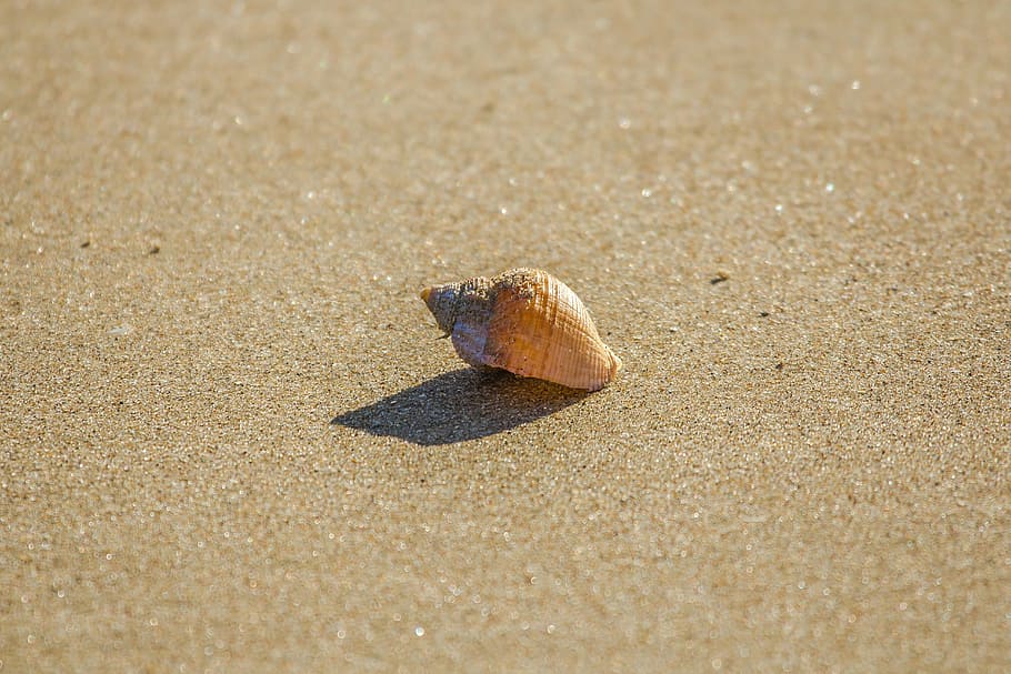 marró, petxina de mar, vora del mar, platja, shell, oceà, marea baixa, Galles del sud, Anglaterra, sorra, un animal, temes d'animals, ombra, naturalesa, cap gent, dia, animals a la natura, a l'aire lliure, terra, fauna animal, animal, llum solar, closca d’animals, mar, primer pla, cranc ermità, crustaci, aigua, sol objecte, marí, nivell superficial, 5K