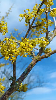 fiorire, fioritura, germoglio, primavera, giallo acceso, Limone, pianta, cespuglio, bellissimo, fiore selvaggio, vicino, estate, farbenpracht, le foglie, natura, macro, giallo, albero, ramo, fiore, blu, cielo, all'aperto, pianta fiorita, crescita, bellezza nella natura, fragilità, vulnerabilità, freschezza, giorno, Inquadratura dal basso, concentrarsi sulle conoscenze acquisite, avvicinamento, nessuno, testa di fiore, fiore di ciliegio, 4K, CC0, dominio pubblico, privo di copyright