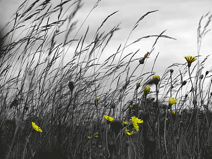 erba, campo, ventoso, nuvole, fiori, giallo, isolato, grigio, crescita, pianta, bellezza nella natura, natura, fiore, terra, la tranquillità, nessuno, giorno, pianta fiorita, cielo, nuvola - cielo, agricoltura, scenics - natura, all'aperto, scena rurale, paesaggio, raccolto, 2K, CC0, dominio pubblico, privo di copyright