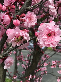 abella, primavera, cirera, olor, branca, naturalesa, flor, flora, pètal, florir, florint, insecte, mel, temporada, macro, fresc, botànica, sakura, planta amb flors, planta, color rosa, fragilitat, frescor, creixement, bellesa a la natura, vulnerabilitat, arbre, primer pla, inflorescència, cap gent, flor de cirerer, cap de flor, cirerer, a l'aire lliure, pol·len, flor de pruna, 4K, CC0, domini públic, lliure de regalies