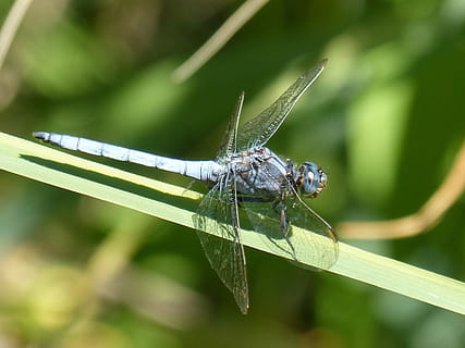 libèl·lula blava, libèl·lula, full, verd, orthetrum coerulescens, zones humides, insecte, invertebrat, animal, fauna animal, temes d'animals, animals a la natura, un animal, primer pla, color verd, ala dels animals, planta, part de la planta, centrar-se en primer pla, naturalesa, dia, cap gent, a l'aire lliure, zoologia, bellesa a la natura, fulla d'herba, ull d’animals, 2K, CC0, domini públic, lliure de regalies