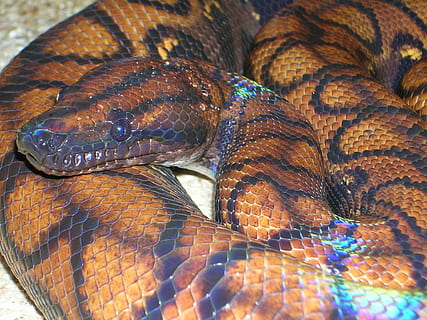 boa arcobaleno, boa, pitone, epicrates chenchria, serpente, rettile, scala, avvicinamento, vertebrato, cibo, animale, freschezza, nessuno, benessere, cibo e bevande, frutti di mare, pesce, natura morta, vista dall'alto, fotogramma intero, mangiare sano, giorno, in vendita, modello naturale, modello, in casa, temi animali, scala animale, 1080P, CC0, dominio pubblico, privo di copyright