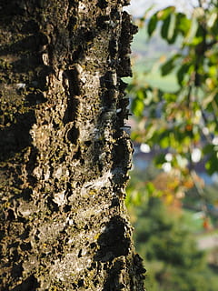 Ringelborke, Borke, Kirsche, Kirschbaumrinde, Baumrinde, Log, Baum, Baumstamm, Kofferraum, Pflanze, Fokus auf den Vordergrund, Wachstum, Nahansicht, Natur, Tag, keine Leute, Rau, texturiert, draußen, Sonnenlicht, Pflanzenrinde, Schönheit in der Natur, Moos, Ruhe, Ast, Flechte, 4K, CC0, gemeinfrei, lizenzfrei