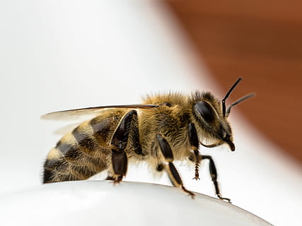 Biene, schließen, Insekt, Seitenansicht, ein Tier, Tierwelt, Tier, Tierthemen, Tiere in freier Wildbahn, wirbellos, keine Leute, Nahansicht, Natur, Schönheit in der Natur, draußen, Tag, weiße Farbe, in voller Länge, Tierkörperteil, Säugetier, selektiver Fokus, 2K, CC0, gemeinfrei, lizenzfrei