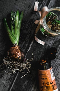 making, little, ornamental, seedling, small, jar, Woman, plant, decoration, ornament, planting, crafting, adornment, food, spice, organic, food and drink, bottle, drink, wine bottle, cork - stopper, studio shot, freshness, container, table, no people, still life, vegetable, indoors, healthy eating, close-up, high angle view, wellbeing, wood - material, refreshment, focus on foreground, nature, herb, 4K