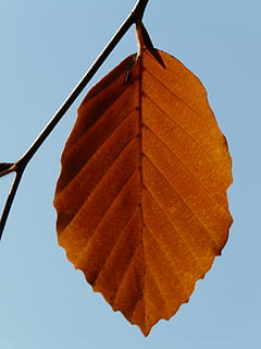 list, osamělost, sama, buk, fagus sylvatica, fagus, listnatý strom, zlatý podzim, zlatý říjen, podzim, říjen, les, listy, zlatý, Jasný, slunce, zadní světlo, barvitý, barva, podzimní les, podzim listí, rostlinné části, Příroda, nebe, nikdo, čisté nebe, oranžová barva, změna, den, detail, nízký úhel pohledu, listová žíla, venku, krása v přírodě, rostlina, zaměřit se na popředí, přírodní vzor, suchý, hnědý, přirozený stav, 2K, CC0, veřejná doména, bez autorských práv
