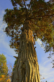 bagażnik samochodowy, sosna, drewno, las, naturalny, drzewo, Natura, środowisko, roślina, drzewny, Zielony, brązowy, Oddział, wzrost, graty, ekologia, listowie, stary, na wolnym powietrzu, pora roku, jodła, iglasty, pnia drzewa, dzień, niski kąt widzenia, niebo, żadnych ludzi, piękno natury, jesień, szczekać, spokój, na dworze, chmura - niebo, teksturowane, zmiana, część rośliny, Korona drzewa, stan naturalny, 4K, CC0, domena publiczna, darmowe zdjęcia