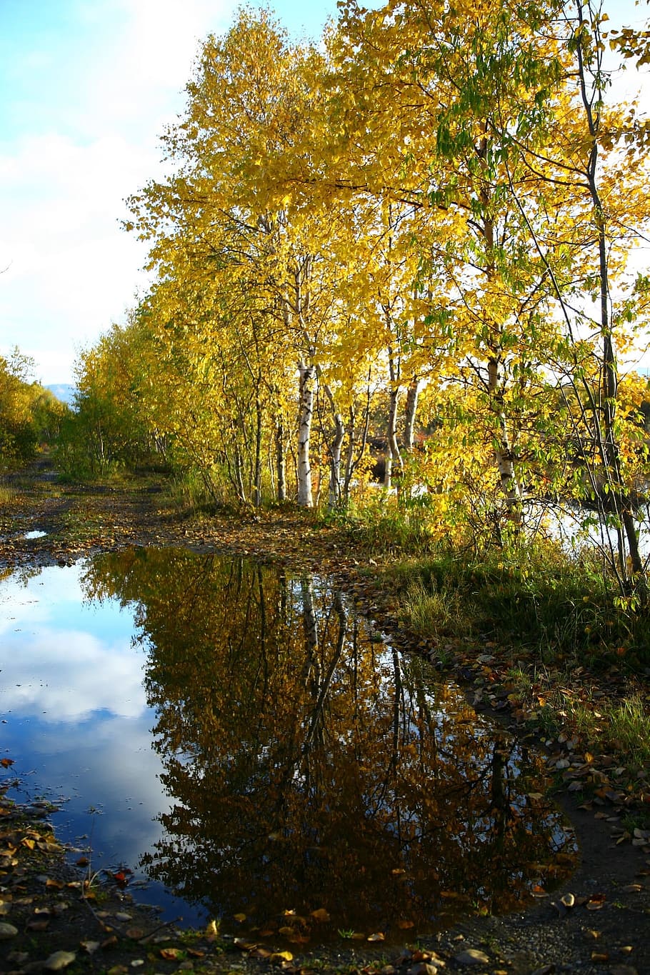 tardor, bosc, llac, reflexió, bosc de tardor, tardor daurat, fulles de tardor, colors de la tardor, listopad, cel, núvols, planta, arbre, aigua, bellesa a la natura, tranquil·litat, creixement, naturalesa, canvi, escena tranquil·la, escenics - natura, cap gent, dia, escena no urbana, terra, a l'aire lliure, caure, pantà, 1080P
