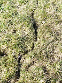 Maus, Pfad, Wiese, Spur, Weg, Mauspfad, Mausgeschwindigkeit, Tierweg, Tierspur, Natur, Gras, Hintergründe, draußen, Muster, texturiert, Tag, keine Leute, Wachstum, Pflanze, Land, High Angle View, Feld, grüne Farbe, Sonnenlicht, Schönheit in der Natur, Ruhe, Schatten, Nicht-städtische Szene, Umgebung, Tier, Landschaft, Tierthemen, 4K, CC0, gemeinfrei, lizenzfrei