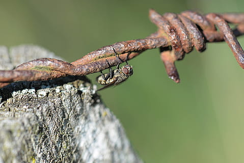 black, fly, gray, metal barbwire, barbed wire, close, rusty, insect, nature, close-up, no people, selective focus, day, tree, lizard, focus on foreground, plant, reptile, animal themes, animal wildlife, animal, one animal, outdoors, textured, animals in the wild, rough, wood - material, nail, 5K, CC0, public domain, royalty free