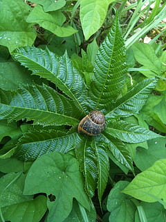 cargol, shell, vista, lentament, naturalesa, fulles, full, part de la planta, color verd, animal, temes d'animals, invertebrat, un animal, fauna animal, creixement, planta, primer pla, bellesa a la natura, animals a la natura, cap gent, gasteròpode, dia, insecte, a l'aire lliure, 1080P, CC0, domini públic, lliure de regalies