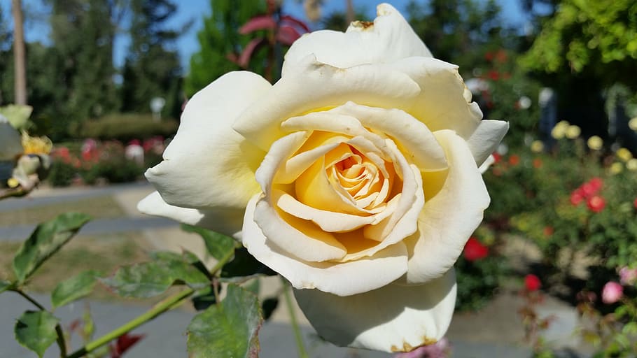rose blanche, Rose, fleur, la nature, blanc, plante, unique, tige, plante à fleurs, une rose, vulnérabilité, beauté dans la nature, pétale, fragilité, tête de fleur, inflorescence, fraîcheur, fermer, journée, se concentrer sur le premier plan, couleur blanche, croissance, jaune, en plein air, personne, printemps, jardin d'ornement, pureté, 5K