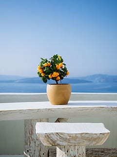 Grün, blätterte, Pflanze, Orange, Früchte, Topf, Baum, Tabelle, Holz, Blau, Bokeh, draussen, Obst, Sonnenlicht, Strand, Dekoration, die Architektur, Design, Blatt, perfekt, Licht, Morgen, Wasser, Schönheit in der Natur, Meer, Himmel, Natur, Blume, blühende Pflanze, Szenen - Natur, Tag, Horizont über Wasser, Frische, Horizont, klarer Himmel, keine Leute, Geländer, ruhige Szene, Topfpflanze, draußen, Blumenschmuck, Blütenkopf, Blumentopf, 4K, CC0, gemeinfrei, lizenzfrei
