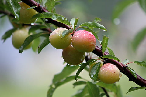 vild, blommer, blomme, træ, tæt på, blomme, træ, mad og drikke, frugt, blad, friskhed, mad, sund kost, plante del, plante, vækst, frugt træ, natur, våd, ingen mennesker, afdeling, velvære, vand, landbrug, dråbe, udendørs, moden, regn, regndråbe, 2K, CC0, offentligt domæne, royaltyfrie