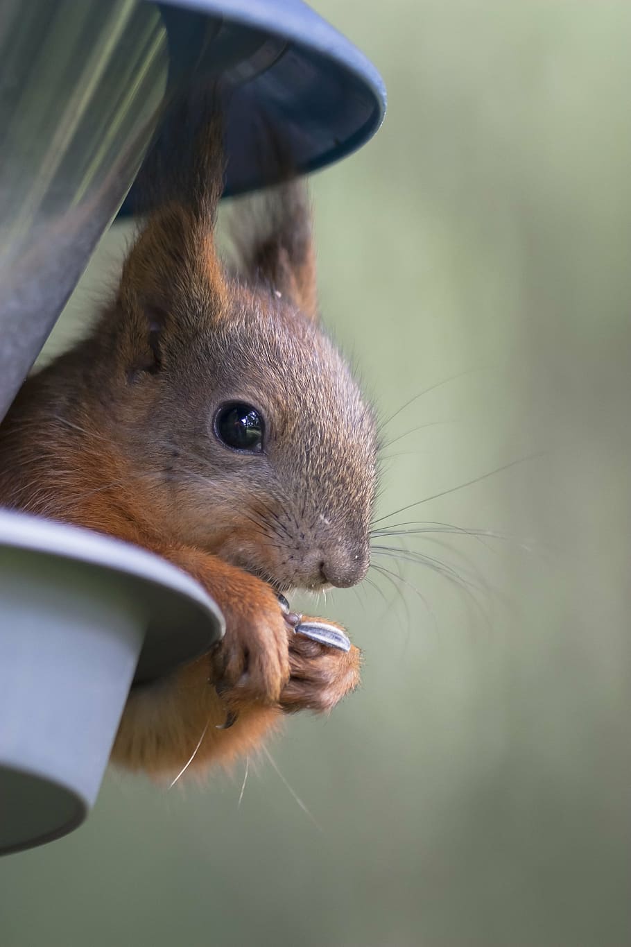 esquirol, les potes, cam, bigoti, l'ull, a l’oïda, el cabell, mira, el musell, turc, petit, bonic, alimentació d'aus, temes d'animals, animal, mamífer, un animal, fauna animal, rosegador, primer pla, centrar-se en primer pla, animals a la natura, vertebrats, dia, cap gent, menjar, a l'aire lliure, mascotes, naturalesa, part del cos dels animals, celebració, marró, nacional, cap d’animals, bigotis, 2K