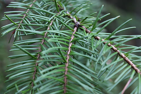 skog, tall, granbarr, grön färg, tillväxt, växt, blad, växtdel, skönhet i naturen, närbild, natur, inget folk, dag, träd, fokusera på förgrunden, mat, mat och dryck, gren, selektiv fokusering, utomhus, full ram, nål - växtdel, barrträd, plantage, 5K, CC0, offentligt domän, royaltyfria