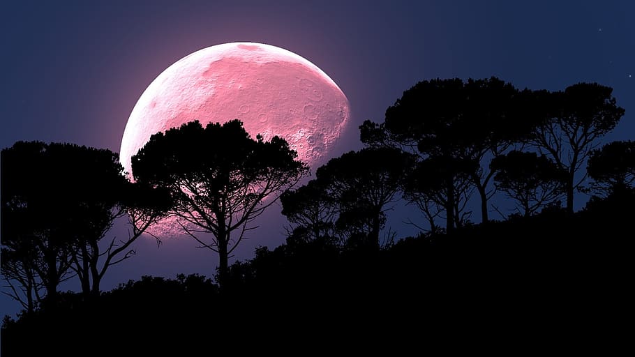 elevació de la lluna, Silueta de la silueta, nit, silueta, treeline, lluna, rosa, arbres, fons, lluna plena, astronomia, cel, arbre, planta, naturalesa, bellesa a la natura, cap gent, escenics - natura, tranquil·litat, espai, vista d’angle baix, terra, creixement, escena tranquil·la, a l'aire lliure, fosc, escena no urbana, llum de la lluna, 1080P