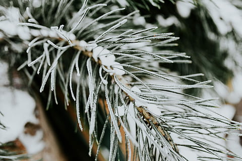 nevoso, alberi, primi piani, avvicinamento, le foglie, albero, ramoscello, ramo, brina, inverno, freddo, la neve, natura, all'aperto, temperatura fredda, nessuno, giorno, pianta, messa a fuoco selettiva, congelato, bellezza nella natura, concentrarsi sulle conoscenze acquisite, crescita, la tranquillità, ghiaccio, asciutto, Pino, ghiacciolo, pianta appassita, albero di conifere, 5K, CC0, dominio pubblico, privo di copyright