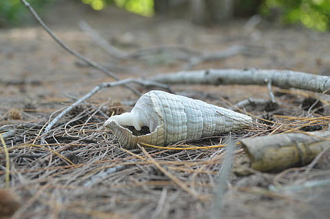 shell, snail, white, nature, animal, animal Shell, beach, summer, sea, outdoors, animal wildlife, no people, one animal, day, close-up, animals in the wild, land, selective focus, dry, vertebrate, reptile, invertebrate, focus on foreground, plant, poisonous, animal scale, 4K, CC0, public domain, royalty free