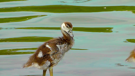 klein, süß, Flaum, junger Vogel, Nilgans, Jungtier, Gefieder, flauschige, Küken, jung, Tier, Süss, fotogen, Tierthemen, Vogel, ein Tier, Wasser, Tierwelt, Wirbeltier, Tiere in freier Wildbahn, See, keine Leute, Natur, Tag, Schwimmen, draußen, Wasservogel, Reflexion, Ufergegend, 2K, CC0, gemeinfrei, lizenzfrei