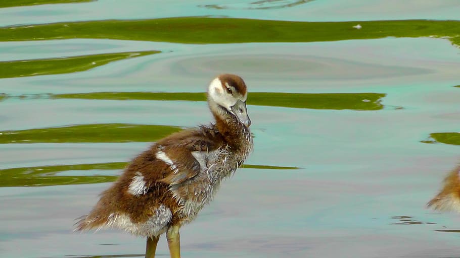 petit, bonic, fluff, ocell jove, nilgans, animal jove, plomatge, esponjós, pollets, jove, animal, dolç, fotogènic, temes d'animals, ocell, un animal, aigua, fauna animal, vertebrats, animals a la natura, llac, cap gent, naturalesa, dia, nedar, a l'aire lliure, ocell aquàtic, reflexió, davant del mar, 2K