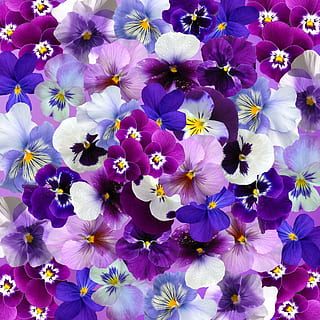 roxa, branco, flores amor-perfeito, gráfico, fundo, amor perfeito, Páscoa, Primavera, flores, colorida, primavera da páscoa, decoração, cor, plantar, flor, origens, natureza, verão, padronizar, planta com flores, pétala, frescura, fragilidade, vulnerabilidade, beleza na natureza, inflorescência, cabeça de flor, fechar-se, crescimento, quadro completo, ninguém, visão de alto ângulo, dia, pólen, 2K, CC0, domínio público, royalty free