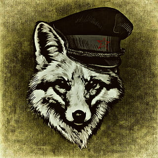 gris, lobo, vistiendo, negro, ilustración de sombrero, fuchs, gracioso, fresco, gorra, animal, salvaje, resumen, creativo, mamífero, un animal, nacional, mascotas, vertebrado, animales domesticos, nadie, adentro, de cerca, retrato, mirando a la cámara, filtro de postproducción automática, parte del cuerpo del animal, perro, directamente arriba, canino, interior de la casa, 1080P, CC0, dominio público, libre de derechos