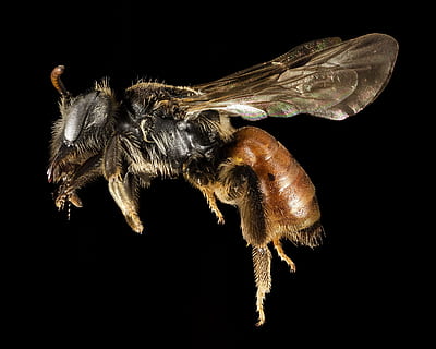 albină, macro, insectă, natură, polen, Grecia, aripi, profil, poleniza, antene, Miere, montat, animale sălbatice, portret, u geologică, animal, animale tematice, studio shot, Fundal negru, un animal, nevertebrat, în interior, animale în sălbăticie, a închide, artropod, nici o persoana, partea corpului animalului, animal aripă, spațiu copie, păr de păr, elimina, zoologie, vedere laterală, picior de animale, ochi de animale, 2K, CC0, domeniu public, fără drepturi de autor