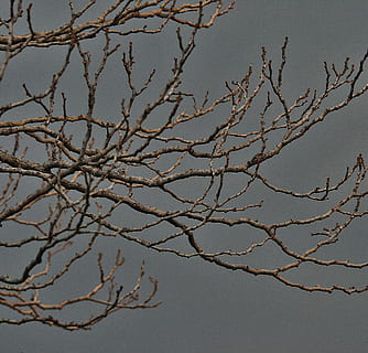 branques nues, arbre, branques, nua, gris, hivern, cel, trist, naturalesa, branca, vista d’angle baix, cap gent, planta, bellesa a la natura, arbre nu, dia, tranquil·litat, cel clar, a l'aire lliure, creixement, escenics - natura, tardor, llum solar, blau, primer pla, 2K, CC0, domini públic, lliure de regalies
