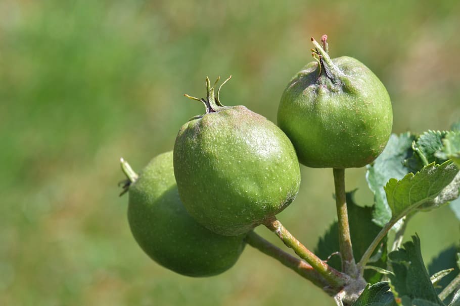 Apfel, Blatt, Obst, grüner Apfel, Pflanze, Makro, Sonne, gesundes Essen, Essen und Trinken, grüne Farbe, Lebensmittel, Frische, Nahansicht, Fokus auf den Vordergrund, Wohlbefinden, keine Leute, Apfel - Frucht, Wachstum, Natur, Tag, Pflanzenteil, Pflanzenstamm, draußen, Baum, reif, 5K