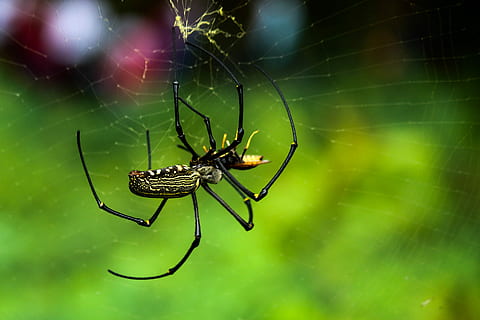spin, macros, insecten, springende spin, tarantula, wild, natuur, dieren, ongewerveld, insect, dierlijke thema's, dier, dieren in het wild, dierenleven, spinnenweb, spinachtige, één dier, geleedpotige, detailopname, breekbaarheid, focus op de voorgrond, overleving, geen mensen, selectieve aandacht, dierlijke lichaamsdeel, dierlijk been, web, buitenshuis, 4K, CC0, publiek domein, royaltyvrij