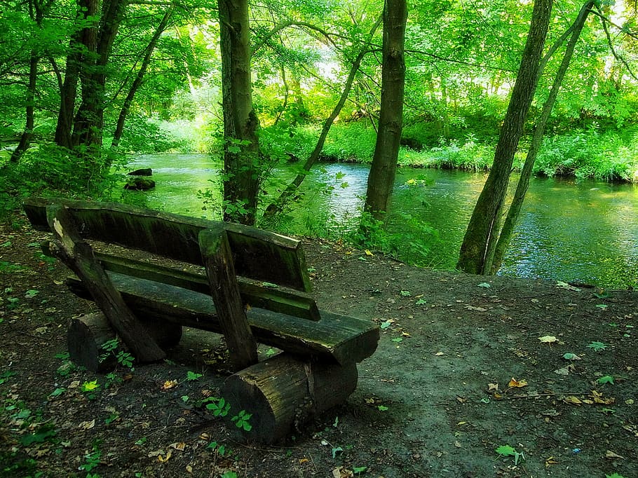 vuoto, di legno, panchina, accanto, alberi, acqua, Tedesco, ruscello, torrente, foresta, boschi, natura, al di fuori, rurale, nazione, sentiero, pista, albero, autunno, all'aperto, foglia, parco - spazio creato dall'uomo, legno - materiale, bosco, colore verde, paesaggio, pianta, la tranquillità, terra, posto a sedere, bellezza nella natura, crescita, nessuno, giorno, scena tranquilla, tronco d'albero, tronco, lago, panchina del parco, 1080P