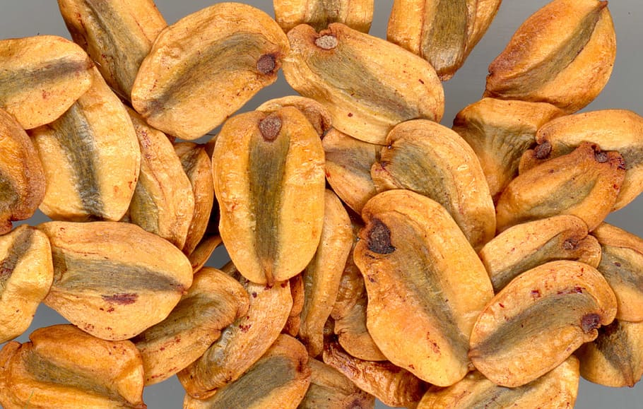 sequoia, llavors, naturalesa, arbre, enorme, arbres, germinar, germen, menjar i beguda, menjar, frescor, gran grup d'objectes, natura morta, alimentació saludable, benestar, abundància, cap gent, pa, al forn, fons, primer pla, marc complet, a l'interior, marró, vista d’angle alt, llest per menjar, llesca de pa, fleca, menjar francès, 4K