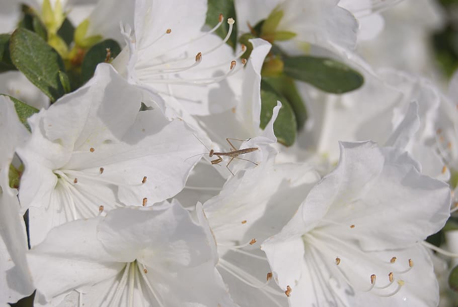 Mantis religiosa, error, azalea, flor, planta amb flors, planta, creixement, bellesa a la natura, pètal, primer pla, frescor, fragilitat, Color blanc, pol·len, vulnerabilitat, primavera, cap de flor, naturalesa, inflorescència, botànica, cap gent, estambres, a l'aire lliure, 4K