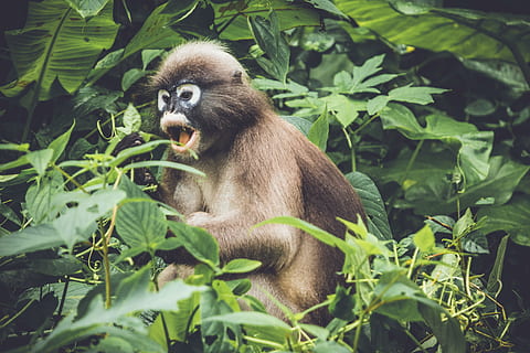 marron, singe, en mangeant, fruits, arbre, jour, jouet singe brun, primate, animal, la nature, mammifère, faune, pluie de forêt tropicale, forêt, animaux à l'état sauvage, mignonne, séance, jeune animal, en plein air, mère, singe de feuille, un animal, la faune des animaux, thèmes animaux, vertébré, partie de la plante, feuille, plante, couleur verte, croissance, personne, journée, terre, famille d'animaux, forêt tropicale, bambou - plante, 5K, CC0, domaine public, libre de droits