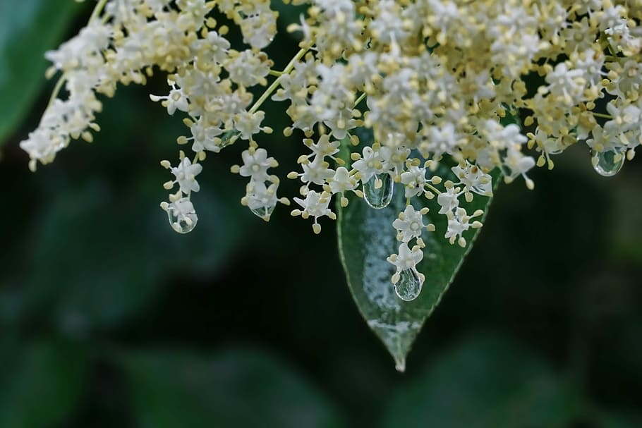 tancar, foto, blanc, flors de pètals, flor de flotant, primavera, pluja, gota de pluja, major, flor, florir, naturalesa, planta amb flors, bellesa a la natura, planta, frescor, fragilitat, vulnerabilitat, primer pla, creixement, cap gent, centrar-se en primer pla, Color blanc, dia, cap de flor, a l'aire lliure, pètal, inflorescència, part de la planta, enfocament selectiu, 5K