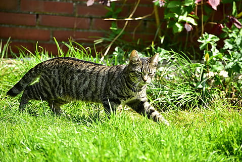 gatto, getiegert, spione, erba, piccolo, carina, graugetiegert, animale, pianta, temi animali, mammifero, un animale, felino, animali domestici, domestico, gatto domestico, colore verde, natura, nessuno, campo, terra, vertebrato, giorno, baffo, soriano, 2K, CC0, dominio pubblico, privo di copyright