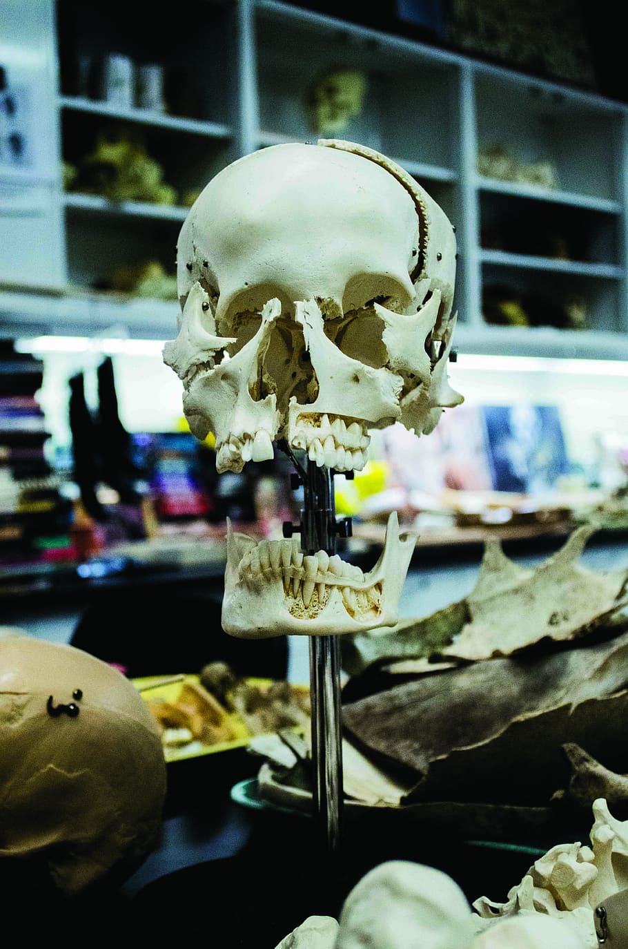 crani humà blanc, figura del crani humà, crani, os, laboratori, stand, dents, art, fotografia, forense, blanc, cara, mort, cap, explosió de crani, esquelet humà, esquelet, primer pla, centrar-se en primer pla, a l'interior, cap gent, taula, representació humana, natura morta, botiga, frescor, a la venda, creativitat, menjar dolç, ciència, Color blanc, il·luminat, 5K
