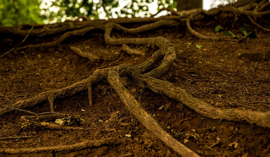 arrel, arbre, naturalesa, bosc, registre, arrelat, soques, vell, cobert, fusta, planta, marró, arrel de l’arbre, escorça, místic, imatge de fons, arbre vell, desert, pendent, força, turó, cap gent, a l'aire lliure, dia, temes d'animals, rèptil, terra, part de la planta, corda, primer pla, brutícia, enredat, enfocament selectiu, tronc de l'arbre, centrar-se en primer pla, complexitat, tronc, 4K