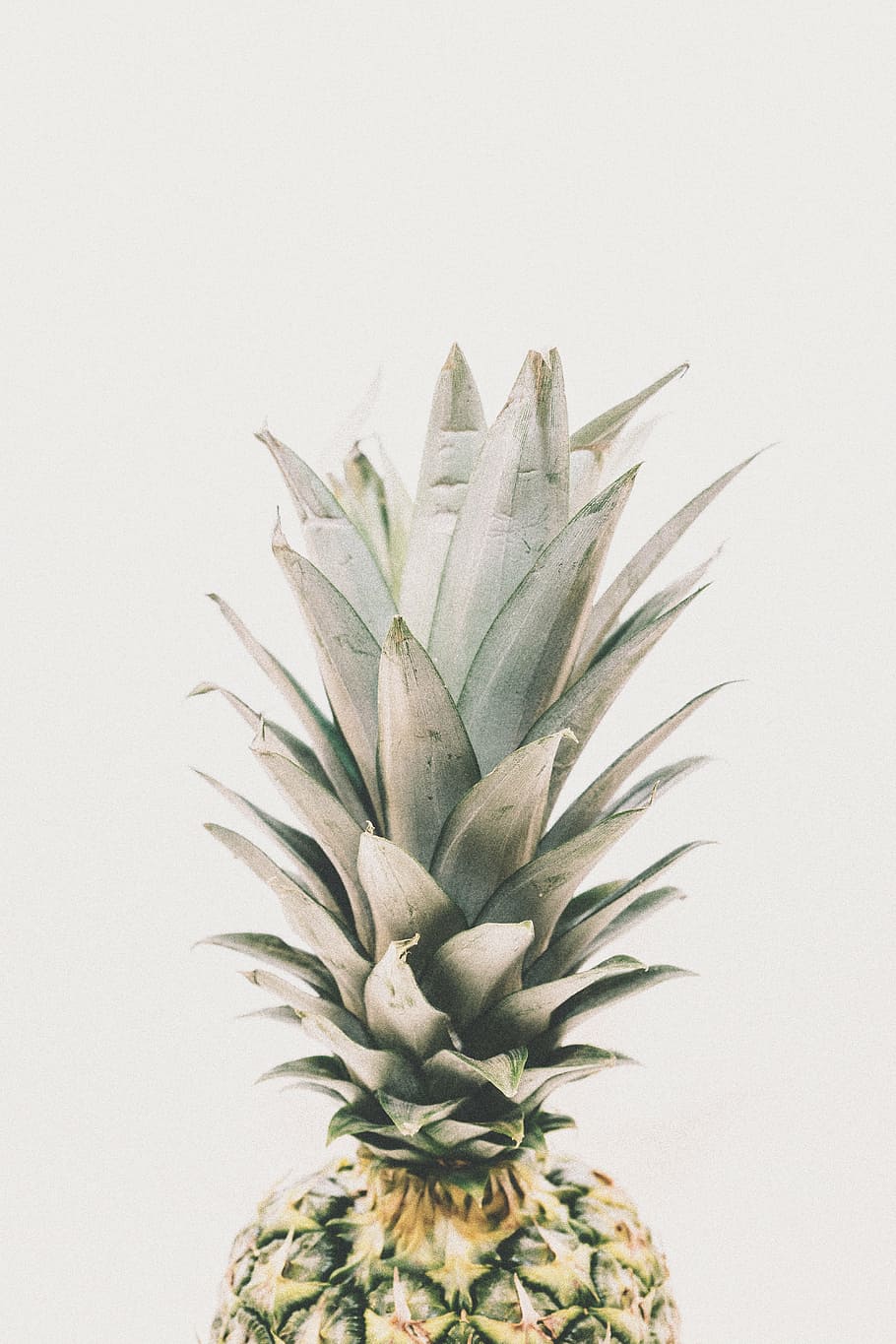 fruita de pinya, pinya, postres, aperitiu, fruita, suc, cultiu, tir de l'estudi, fons blanc, full, menjar i beguda, frescor, cap gent, color verd, menjar, a l'interior, fruita tropical, part de la planta, primer pla, creixement, còpia espai, planta, alimentació saludable, tallar, natura morta, picant, 5K
