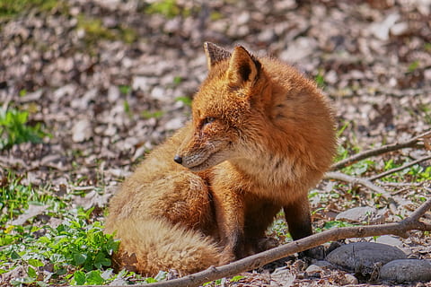 rot, Fuchs, Verlegung, Boden, Clever, zerrissen, Wald, wildes Tier, Tier, Tierwelt, Natur, Raubtier, Tierfotografie, roter Fuchs, Waldtier, süß, rötliches Fell, Kreatur, Süss, wild, Pelz, Wildpark, kleiner Fuchs, Säugetier, Tiere in freier Wildbahn, Wirbeltier, ein Tier, keine Leute, Land, Tag, draußen, Feld, braun, Pflanze, Jungtier, Fokus auf den Vordergrund, 4K, CC0, gemeinfrei, lizenzfrei