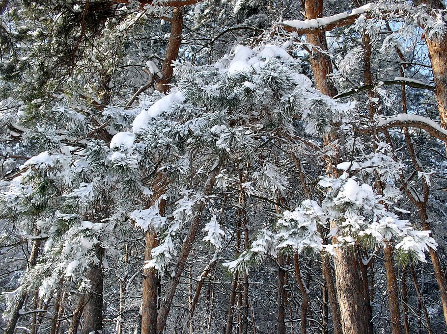 zimowy, śnieg, krajobraz, drzewa, Natura, drzewo, zimowy las, śnieżna zima natura, las, zimowy sen, sosna, żywa natura, Sylwester, dzień, żadnych ludzi, zimna temperatura, roślina, wzrost, pnia drzewa, bagażnik samochodowy, piękno natury, spokój, wylądować, niski kąt widzenia, pełna ramka, Oddział, na dworze, Sopel lodu, drzewo iglaste, 1080P