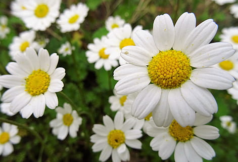 kamomil, bunga putih, Yunani, bunga, bunga liar, ãõñç, serbuk sari, kuning, aster, bunga aster, alam, menanam, musim panas, musim semi, merapatkan, warna hijau, tanaman chamomile, kesegaran, daun bunga, di luar rumah, keindahan di alam, putih, makro, padang rumput, rumput, warna putih, kerapuhan, kepala bunga, tanaman berbunga, kerentanan, hal berkembang, pertumbuhan, fokus pada latar depan, hari, tidak ada orang, 4K, CC0, domain publik, bebas royalti