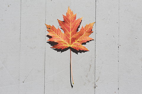 brunt ahornblad, ahorn blad, efterår, plante del, lave om, blad, orange farve, tæt på, natur, dag, murbygningsfunktion, ingen mennesker, udendørs, direkte over, træ - materiale, plante, rød, tør, bladvenen, naturligt mønster, skønhed i naturen, blade, naturlig tilstand, 5K, CC0, offentligt domæne, royaltyfrie