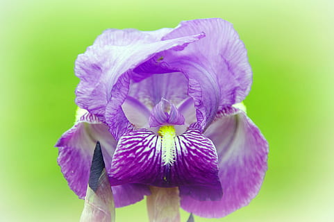 iris, kerdil, violet, bunga, alam, bunga ungu, kelopak, musim semi, menanam, tanaman berbunga, ungu, keindahan di alam, kesegaran, kerapuhan, kerentanan, hal berkembang, daun bunga, kepala bunga, merapatkan, pertumbuhan, iris - tanaman, tembakan studio, tidak ada orang, fokus pada latar depan, latar belakang berwarna, 4K, CC0, domain publik, bebas royalti