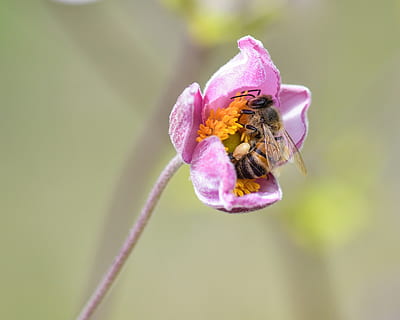 abella, flor, farratge, macro, insecte, capoll, planta amb flors, animal, fauna animal, temes d'animals, un animal, animals a la natura, bellesa a la natura, invertebrat, planta, primer pla, pètal, fragilitat, creixement, centrar-se en primer pla, vulnerabilitat, cap de flor, frescor, polinització, cap gent, a l'aire lliure, pol·len, Abellot, 4K, CC0, domini públic, lliure de regalies