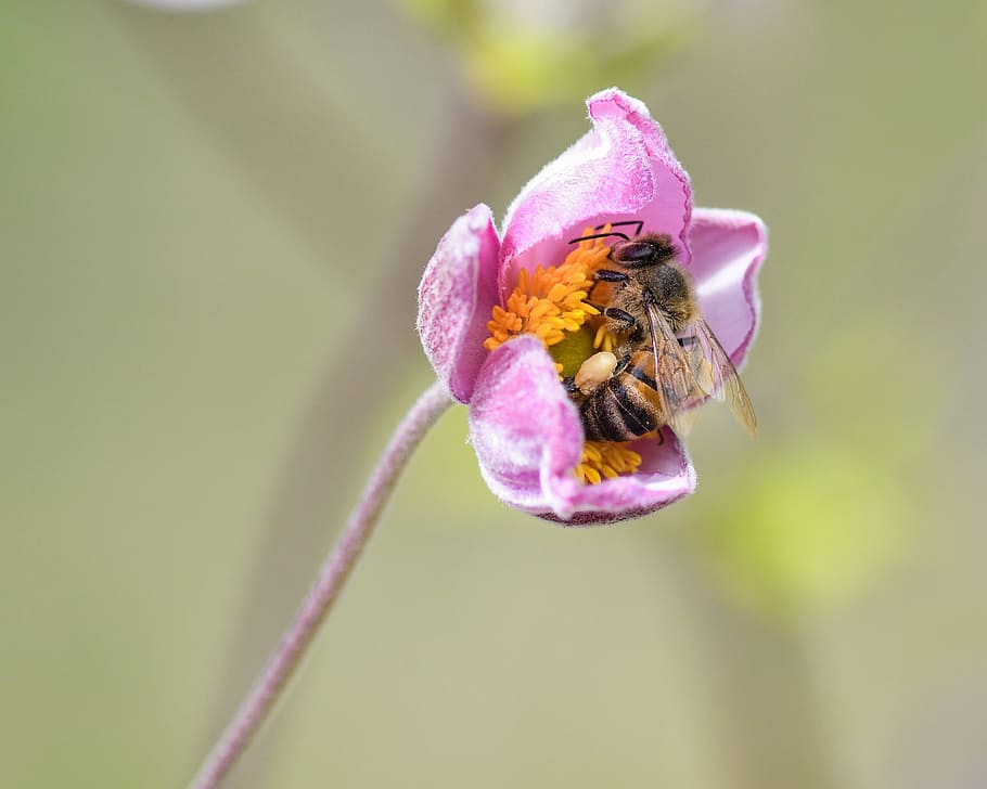 abella, flor, farratge, macro, insecte, capoll, planta amb flors, animal, fauna animal, temes d'animals, un animal, animals a la natura, bellesa a la natura, invertebrat, planta, primer pla, pètal, fragilitat, creixement, centrar-se en primer pla, vulnerabilitat, cap de flor, frescor, polinització, cap gent, a l'aire lliure, pol·len, Abellot, 4K