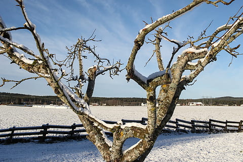 æbletræ, landskab, vinter, kold, vinterlandskab, vand, træ, bare træ, sne, himmel, kold temperatur, rolig scene, skønhed i naturen, ro, dag, scenics - natur, natur, sky - himmel, ingen mennesker, afdeling, plante, ikke-urbane scene, udendørs, død plante, 2K, CC0, offentligt domæne, royaltyfrie