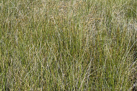 palude, erba, sfondo, fondale, natura, paesaggio, verde, acqua, ambiente, fango, pianta, natura selvaggia, boschi, tranquillo, all'aperto, scena, terreno, alghe, Florida, pianta di cereali, agricoltura, crescita, campo, terra, colore verde, giorno, nessuno, fotogramma intero, sfondi, la tranquillità, bellezza nella natura, vista dall'alto, scena tranquilla, scenics - natura, scena non urbana, erba di coda di topo, bambù - pianta, filo d'erba, 5K, CC0, dominio pubblico, privo di copyright